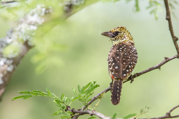 Crested Barbet on a branch in Serengeti Ntional Parjk in Tanzania