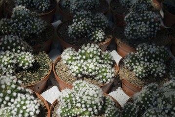 pots (vase, Jar) of small fatty plants, or succulent plants, green cactus with white thorns, placed in a jars pottery box for nursery cultivation, sunset, market, Italy