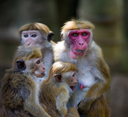 Macaca Sinica monkeys from Sri Lanka