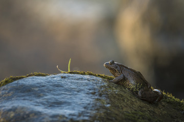 Un crapaud sur un rocher