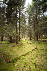 Pine trees in a moss covered Woodland Oxfordshire - UK