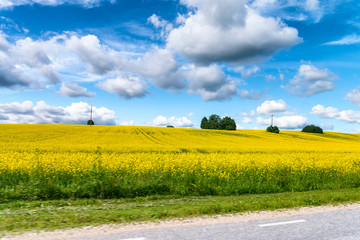 Obraz premium Yellow meadow from the road against blue sky on a spectacular summer day