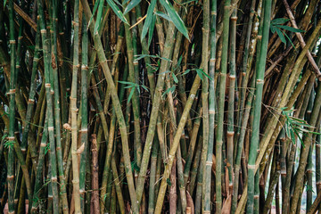 trunks and leaves of bamboo, texture background, close up