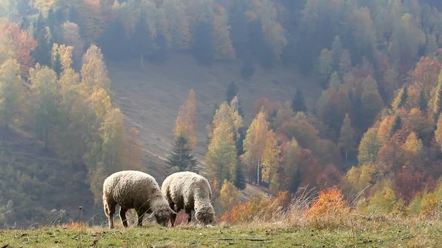 Autumn pastoral