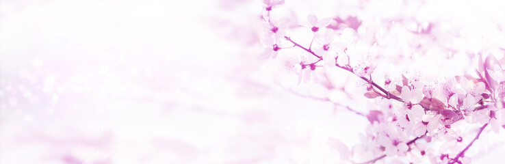 Pink flowers before Bokeh as banner, spring background