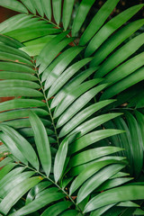 Obraz na płótnie Canvas green leaves of tropical plants, texture. close up