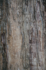 texture of a real old tropical tree, close-up