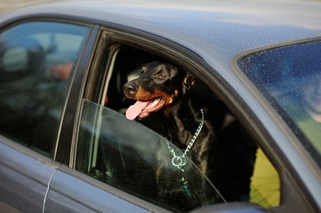 Doberman dog poked his muzzle out of the car window