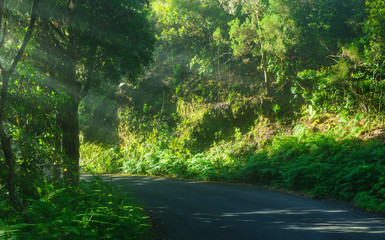 Morning in the forest