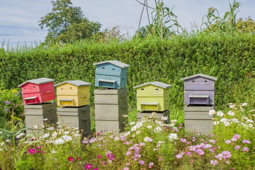 Row of wooden beehives for bees