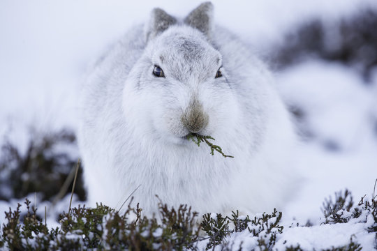 White mountain hare (lepus timidus).  These hares are native to the British Isles.  The hares in snow covered mountain cairngorms.