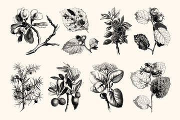 Vintage Flowers and Plants - Hand Engraved Vintage Botanical Line Artwork
