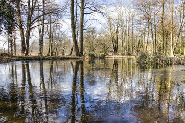 Trees and other vegetation reflecting in the thin ice on a small puddle in Kralingse Bos forest in  Rotterdam, The Netherlands