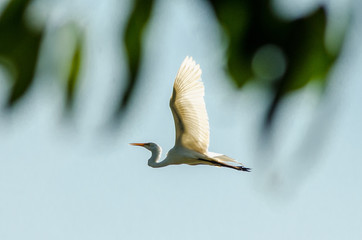 Belas aves do Brasil