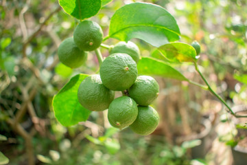 Lime Citrus  tree  with fruits very popular in Southeast Asia. 