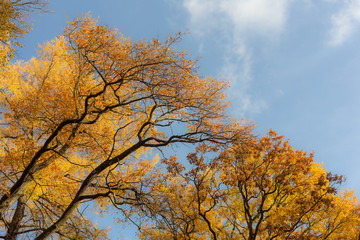 deciduous trees with autumn foliage