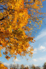Fototapeta na wymiar autumn maple foliage