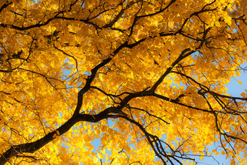 golden autumn foliage