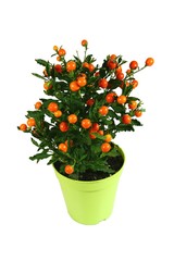 un pommier d'amour en pot sur fond blanc