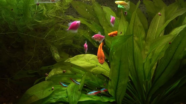Sword-bearers, catfish, yellow danios, neons, pink ternetzi eat food in an aquarium among green algae.