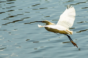 Belas aves do Brasil