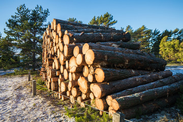 A pile of logs waiting for transportation