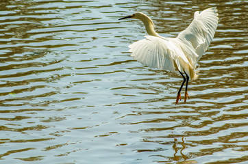 Belas aves do Brasil
