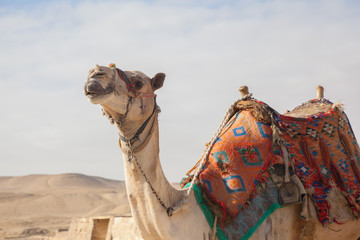 Camel Egypt Cairo