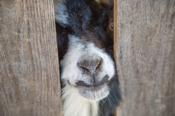 Portrait einer Ziege
