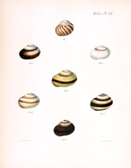 Illustration of shells.