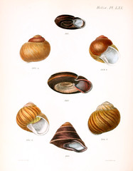 Illustration of shells.