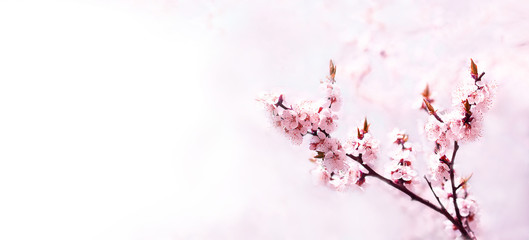 Cherry pink blossoms close up. Blooming cherry tree. Spring floral background. Copy space. Place for text. Wide format © zenobillis