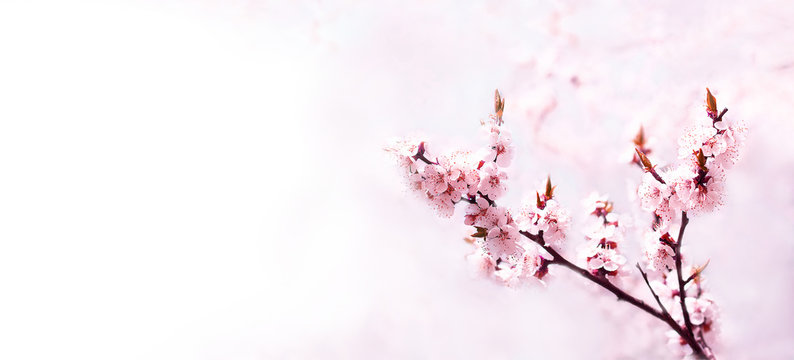 Cherry pink blossoms close up. Blooming cherry tree. Spring floral background. Copy space. Place for text. Wide format
