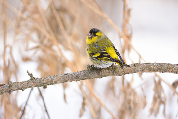 Eurasian siskin sits on a branch of larch, looking back at the photographer.