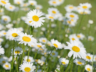 Fototapeta premium Margeriten, Leucanthemum, Wiesenmargeriten
