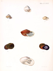 Illustration of shells.