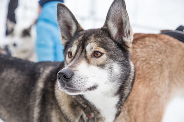 Fototapeta premium Beautiful alaska husky dogs at the finish line of a sled dog race. Beautiful portrait of a man's best friend.