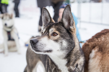 Beautiful alaska husky dogs at the finish line of a sled dog race. Beautiful portrait of a man's best friend.
