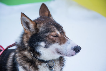 Beautiful alaska husky dogs at the finish line of a sled dog race. Beautiful portrait of a man's best friend.