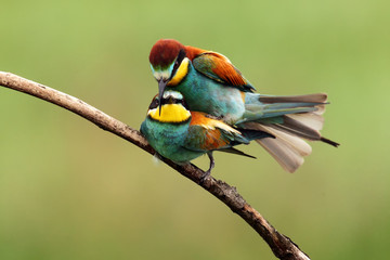 The European bee-eater (Merops apiaster)  