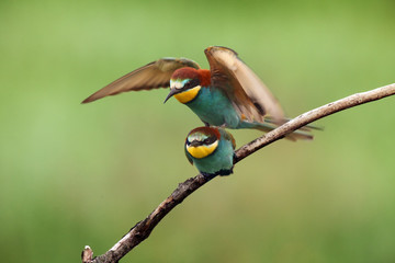 The European bee-eater (Merops apiaster)  during mating on a branch with a green background.