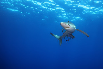 Obraz premium The blue shark (Prionace glauca) in the ocean blue