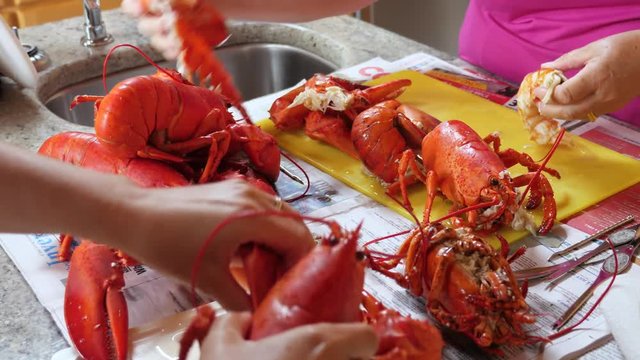 Family prepares fresh boiled red lobster for dinner