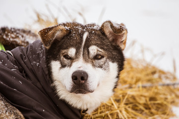 Beautiful alaska husky dogs resting during a sled dog race. Long distance sled dog race in Norway.