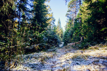Landscape of winter pine forest covered with frost at sunny weather. First snow at autumn season.