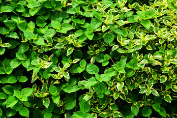 Fototapeta na wymiar green and white small leaf pattern in the nature