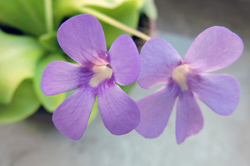 Fioletowe kwiaty tłustosza © E-lona