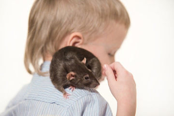 pet a gray domestic rat sitting at a boy on his shoulder