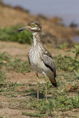 Fototapeta premium Water Thick-knee in Krugerpark in South Africa