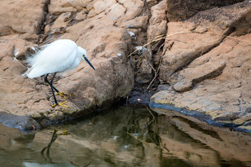 Little Egret or Egretta garzetta on lake